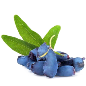 Лохина